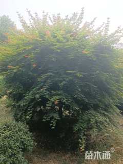 15公分日本红枫