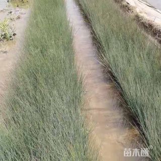 高度15厘米芦苇小苗