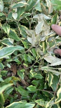 高度10厘米胡颓子