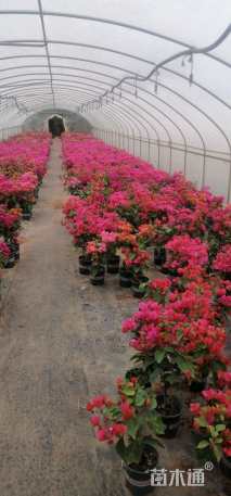 高度40厘米三角梅