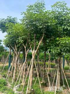 15公分红花风铃木