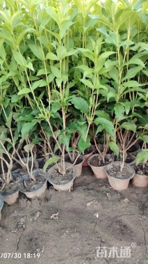 高度40厘米红王子锦带