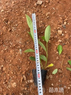 高度30厘米荚迷