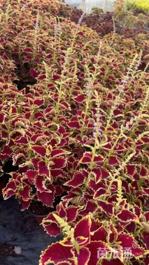 高度20厘米彩叶草