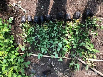 高度30厘米丰花月季