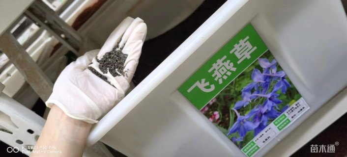 飞燕草种子