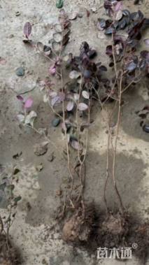 高度30厘米红花继木