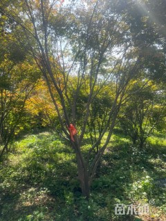 高度5000厘米丛生日本红枫