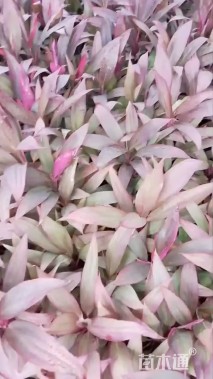 高度25厘米朱蕉