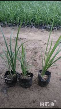 高度20厘米玉龙草