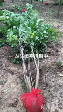 高度300厘米丛生紫荆