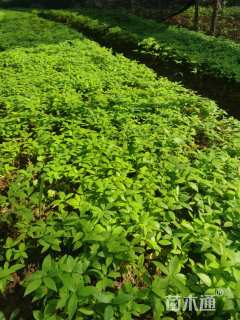 0.2公分金丝楠木