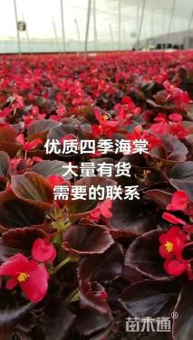 高度15厘米四季海棠