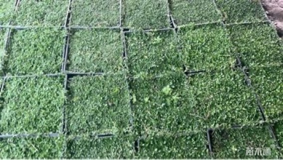 高度1厘米姬岩垂草