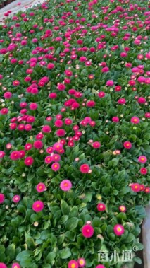 高度15厘米雏菊