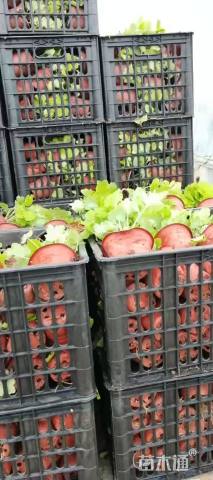 高度15厘米紫花玉簪