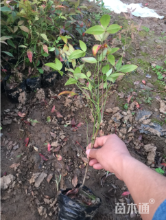 高度35厘米南天竹小苗