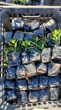 高度10厘米三七景天