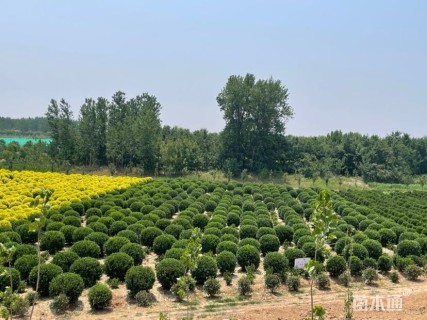 冠幅150厘米卫矛球