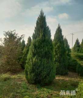 高度400厘米望都塔桧