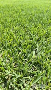 草块状中华结缕草