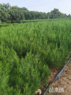 高度40厘米蜀桧