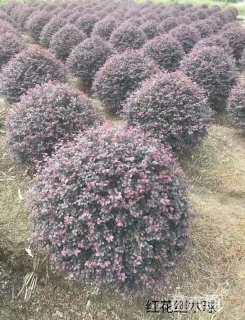 冠幅80厘米红花继木球