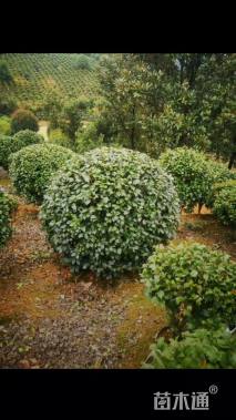 冠幅100厘米茶花球