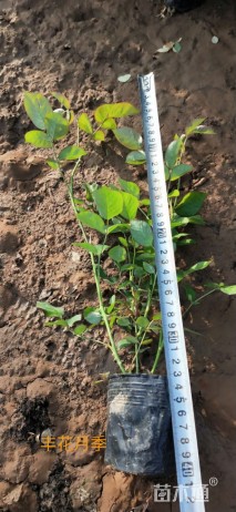 高度25厘米丰花月季小苗