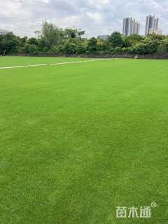 草卷状夏威夷草