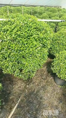 高度15厘米珍珠狗牙花