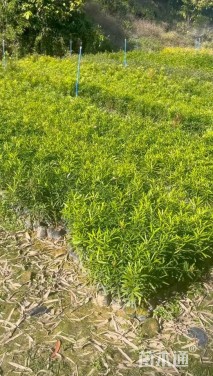 0.3公分台湾罗汉松