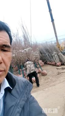 高度240厘米丛生紫荆