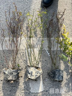 高度40厘米丰花月季