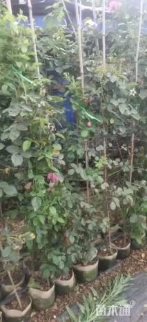 160厘米藤本月季