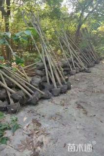 高度250厘米丁香