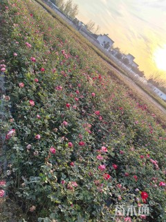 高度40厘米丰花月季