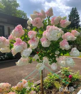 高度60厘米大花水桠木