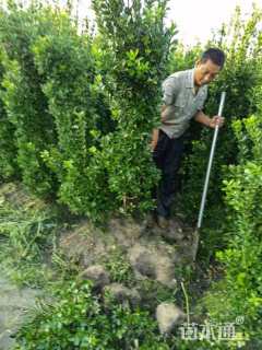 高度100厘米大叶黄杨柱