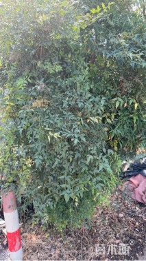 高度30厘米南天竹小苗