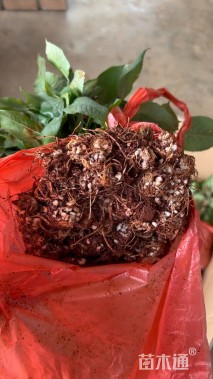 高度10厘米玫瑰