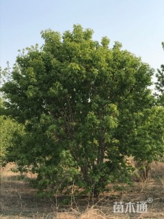 25公分复叶槭