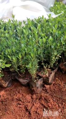 高度30厘米大叶黄杨