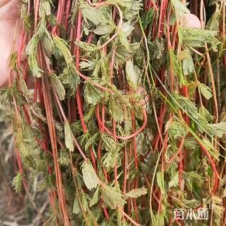 高度50厘米狐尾藻