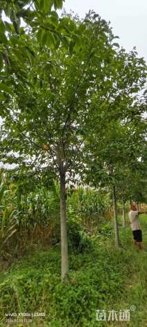 10公分二乔玉兰