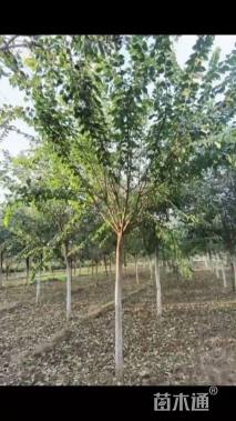 10公分暴马丁香