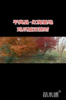 7公分乐东拟单性木兰