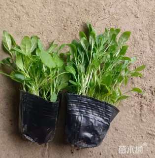 高度7厘米美丽月见草