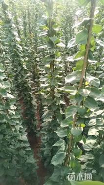 高度400厘米三角梅藤条