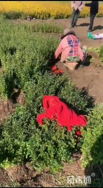 高度40厘米小叶女贞